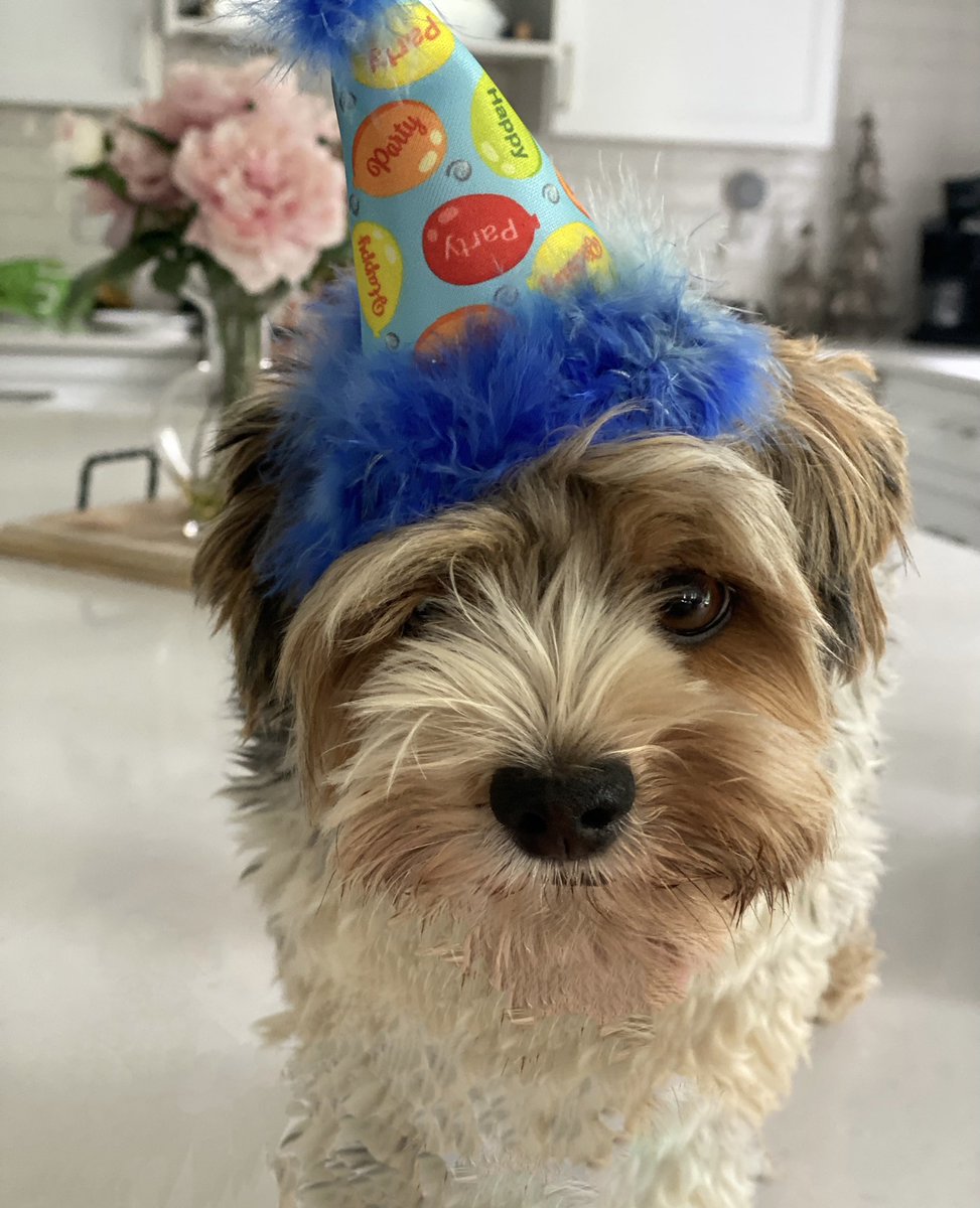 trishchesal's tweet photo. It’s not his birthday until January but I had to get him this when I saw it at @PlanetPawsNS  🥹🥹 (he wasn’t impressed) https://t.co/hJegacW8Cn