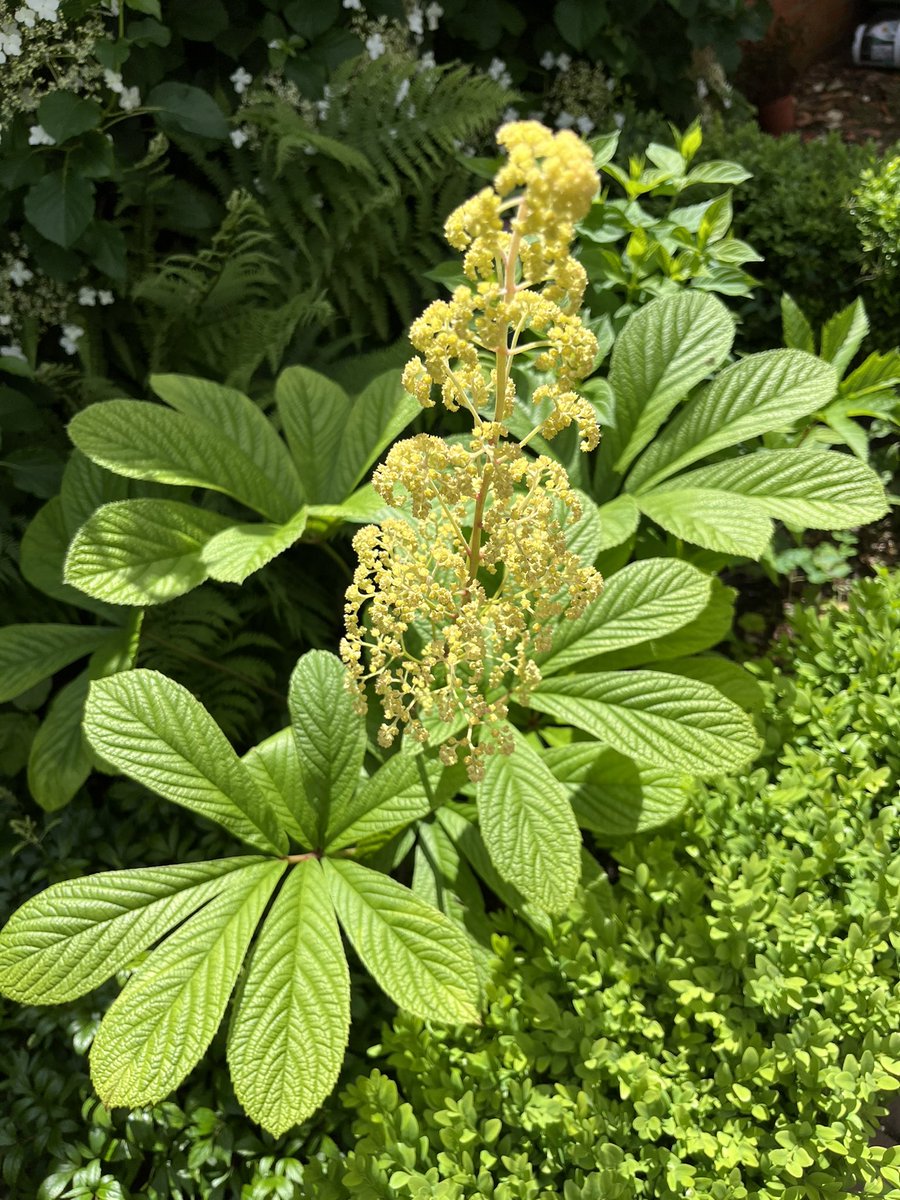 JeltingahomeG's tweet photo. Zo mooi deze #rodgersiapinnata
Alleen het grote kastanje vormige blad is al prachtig!
#tuin #planten #rodgersia https://t.co/JeIg2gBghR