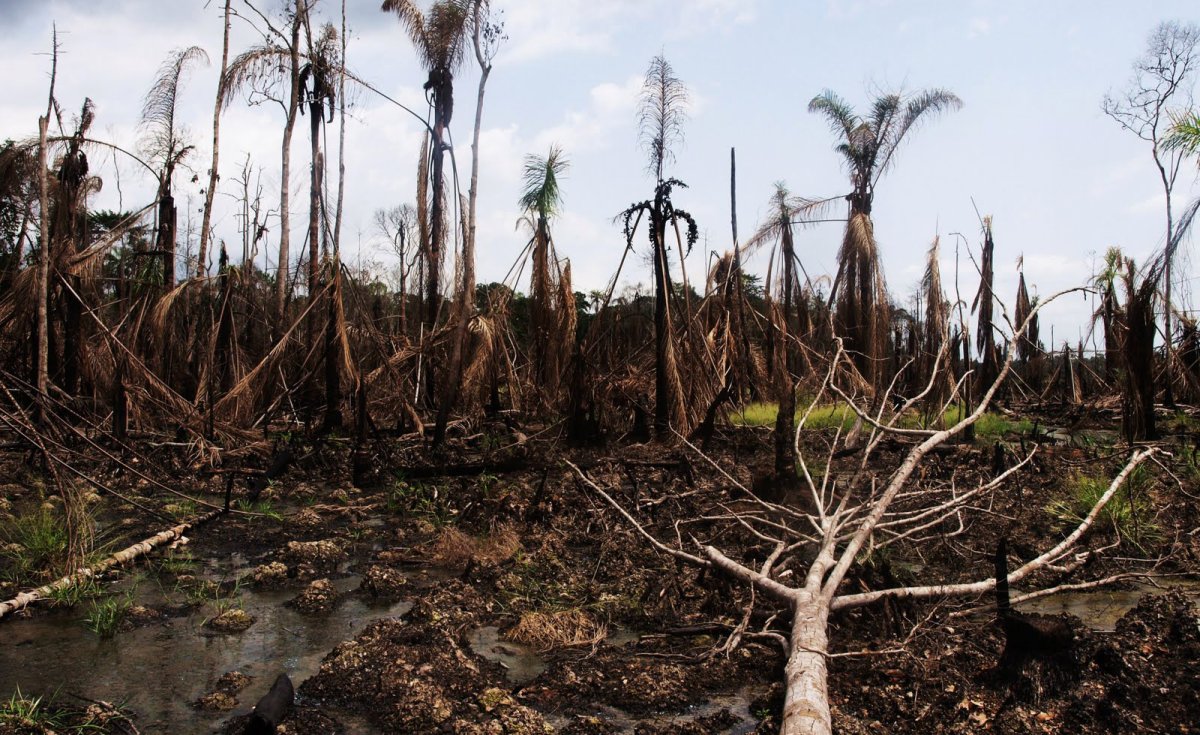 allafrica's tweet photo. Standard Bank Should Rethink EACOP Pipeline #AfricaClimateCrisis https://t.co/h025VzUiPp #Africa #Mozambique #Nigeria #SierraLeone #StandardBank #FossilFuels #IndigenousLand #DisplacedCommunities #Wildlife #Renewables #AlternativeEnergy #Innovation #ClimateHope #ClimateAction https://t.co/DKHiNBmMe9