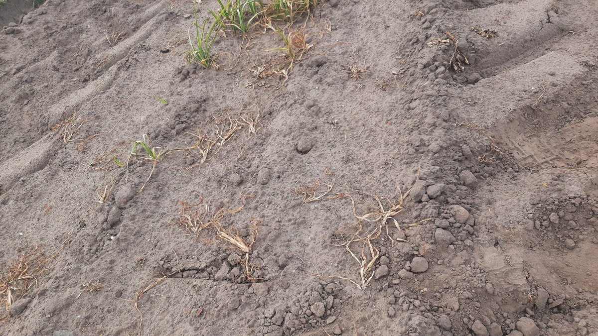 Vanmorgen een controle rondje gedaan..kleine planten lijken goed geraakt geen knolletje te vinden. Grote oudere planten met diepere beworteling en grote knollen zijn afgebrand. Dichte plekken zit nieuwe groei op. Binnenkort opnieuw behandelen door <a href="/LbThijssen/">LbThijssen</a>