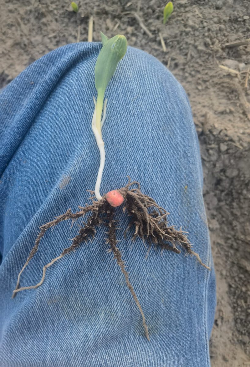 FAMAQ4's tweet photo. Seguimiento en la siembra de ATIDER. "Misión cumplida, gracias a Dios el maíz está germinando. Al menos el 96% en un lapso de 24 horas, vamos con todo."
"En 3 días evaluó correctamente el total de la germinación, va muy bien a simple vista más de 195 mil plantas/ha están ahí. " https://t.co/Lf0I0wGBAg