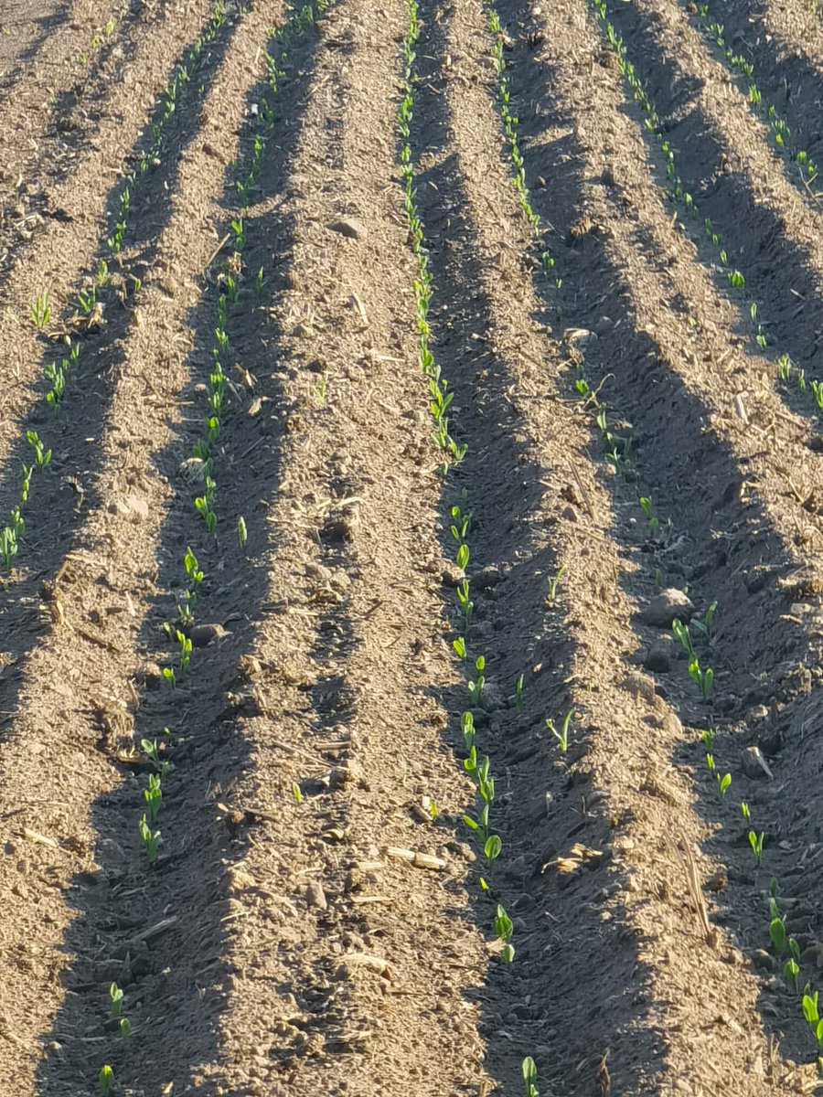 FAMAQ4's tweet photo. Seguimiento en la siembra de ATIDER. "Misión cumplida, gracias a Dios el maíz está germinando. Al menos el 96% en un lapso de 24 horas, vamos con todo."
"En 3 días evaluó correctamente el total de la germinación, va muy bien a simple vista más de 195 mil plantas/ha están ahí. " https://t.co/Lf0I0wGBAg