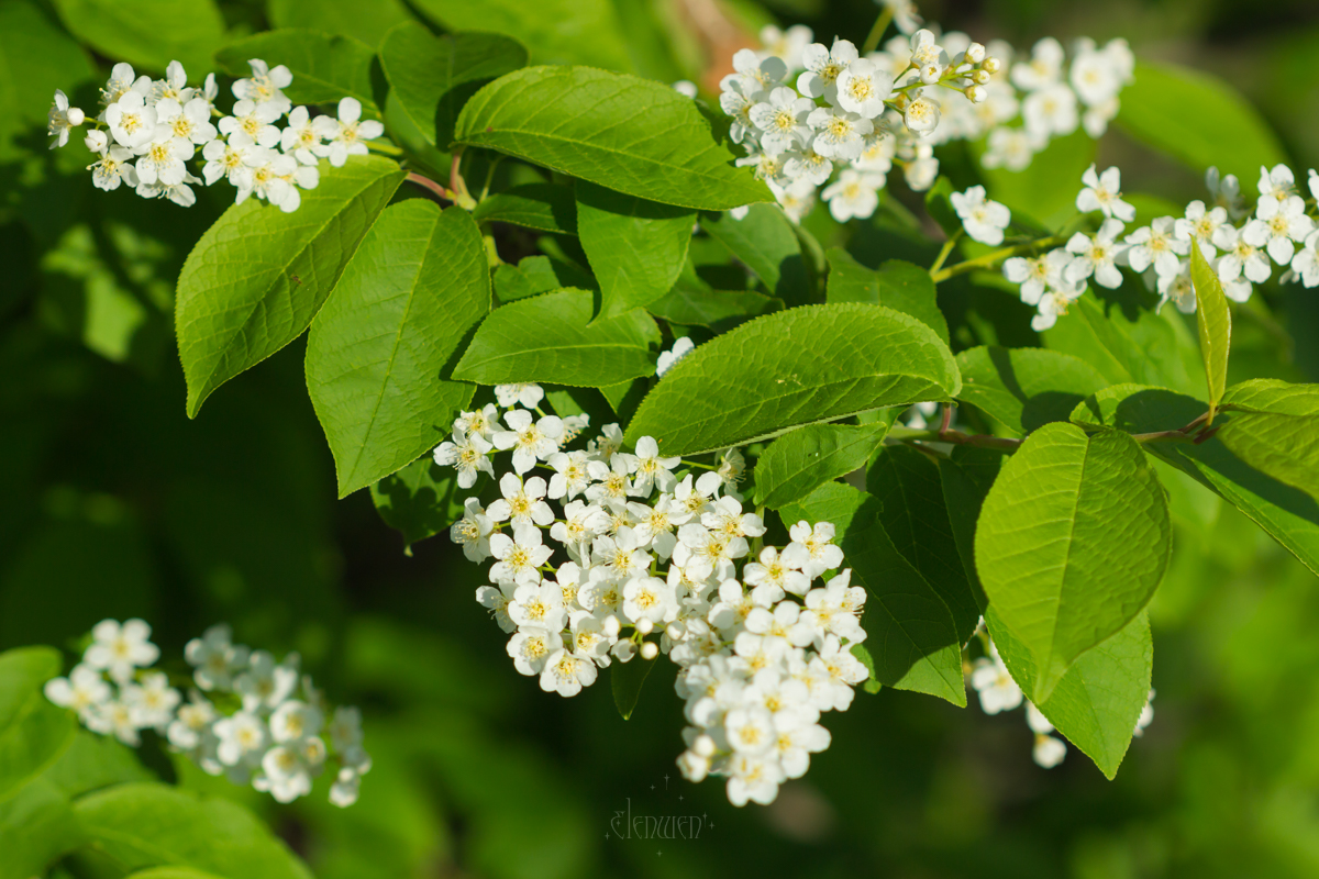 elena__volgina's tweet photo. 🌼🫐
#PrunusPadus #Padus #Rosaceae
#ЧерёмухаОбыкновенная #Черёмуха #Розоцветные https://t.co/hGQrAWnqBK