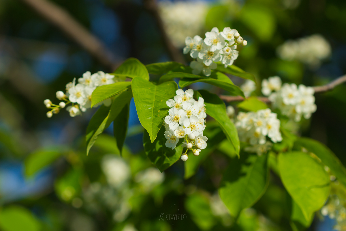 elena__volgina's tweet photo. 🌼🫐
#PrunusPadus #Padus #Rosaceae
#ЧерёмухаОбыкновенная #Черёмуха #Розоцветные https://t.co/hGQrAWnqBK