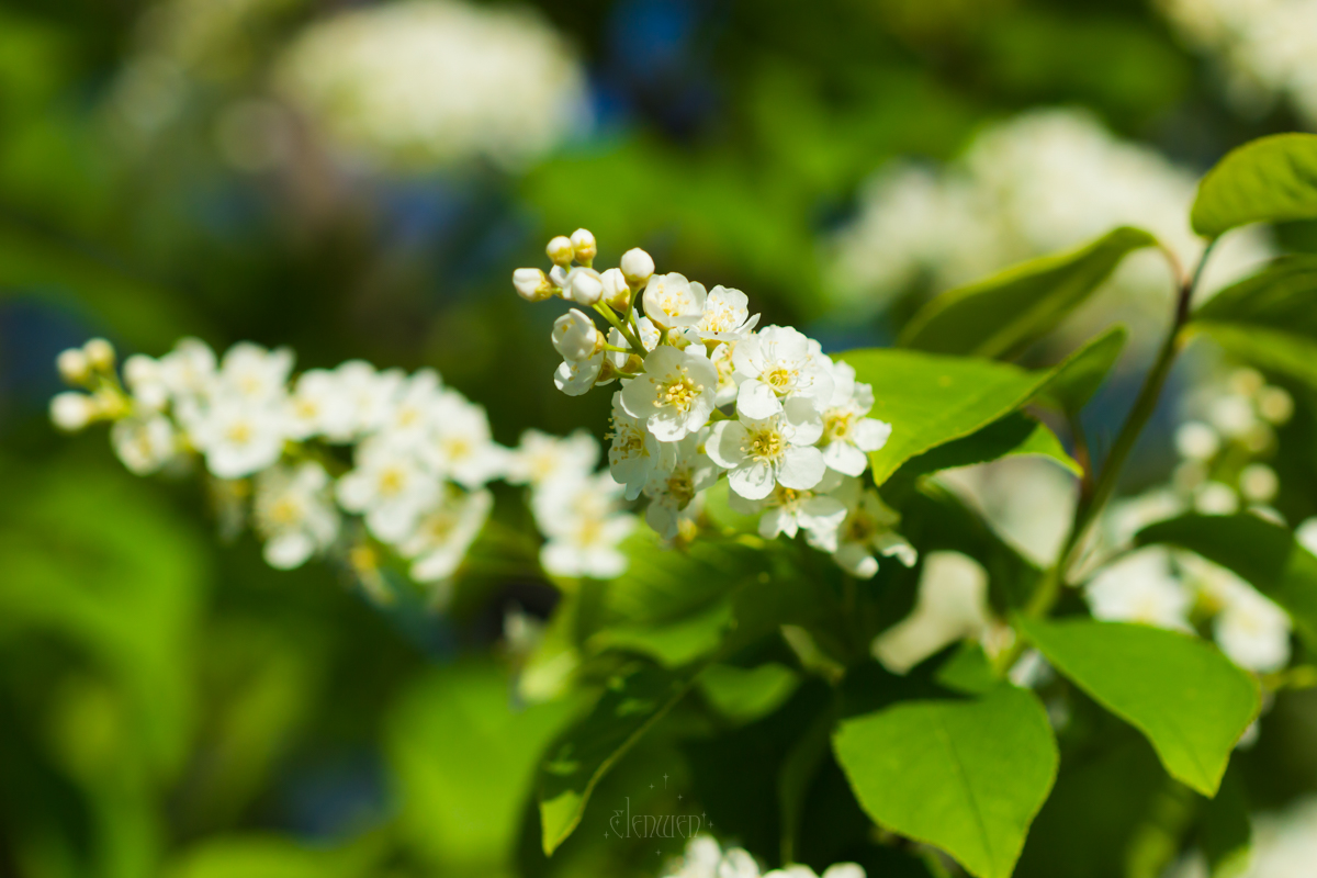 elena__volgina's tweet photo. 🌼🫐
#PrunusPadus #Padus #Rosaceae
#ЧерёмухаОбыкновенная #Черёмуха #Розоцветные https://t.co/hGQrAWnqBK