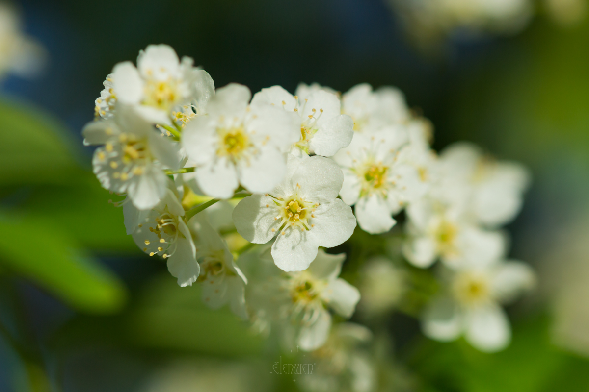 elena__volgina's tweet photo. 🌼🫐
#PrunusPadus #Padus #Rosaceae
#ЧерёмухаОбыкновенная #Черёмуха #Розоцветные https://t.co/hGQrAWnqBK