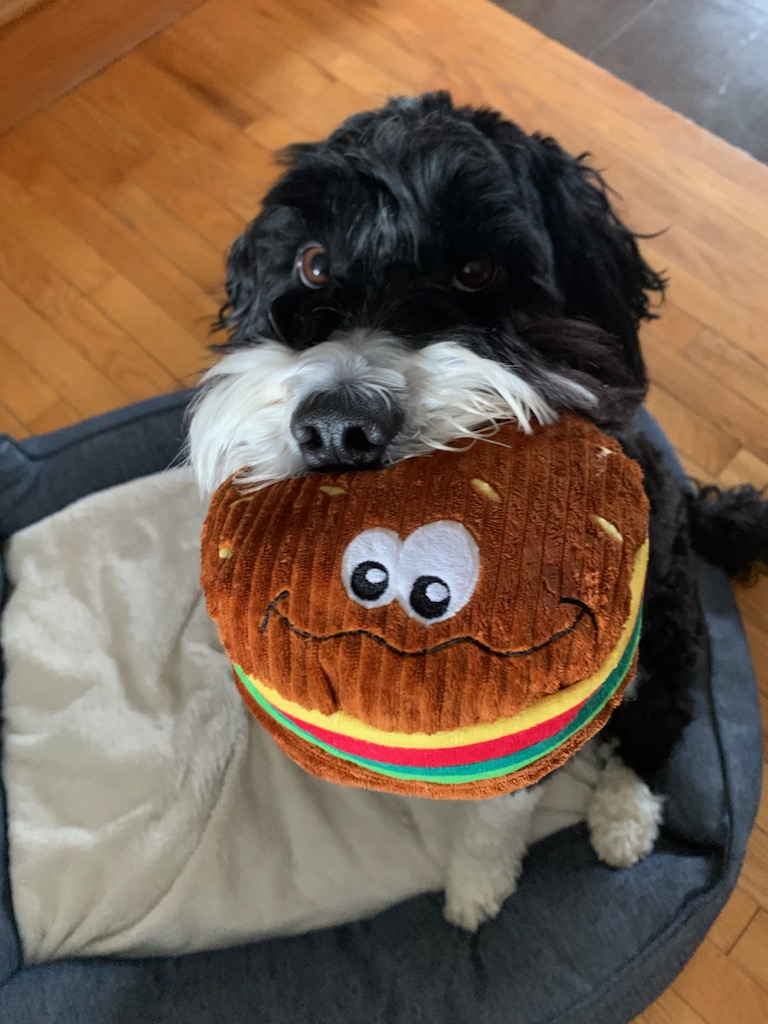 CaptainSauce on Twitter "Zeke is now officially a therapy dog meaning