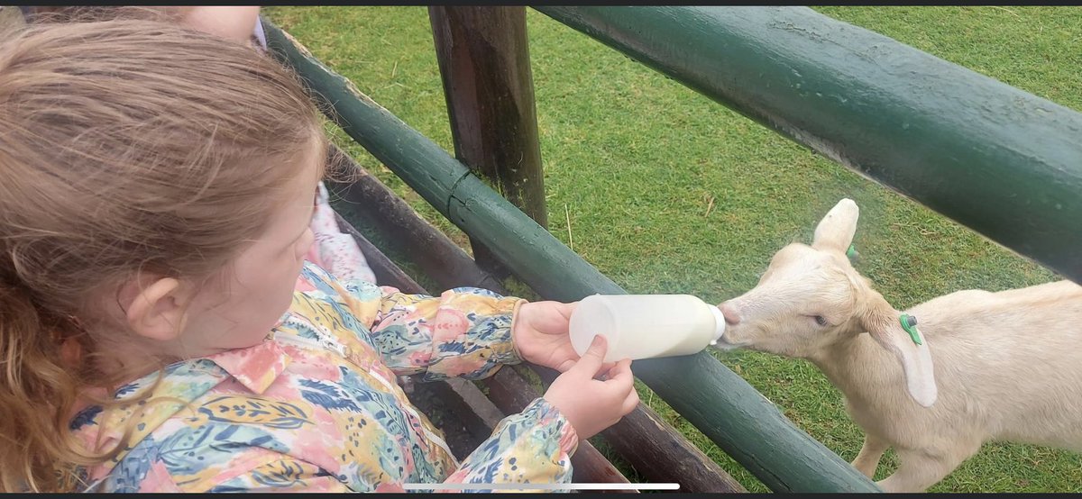 Rhian Davy (@davyrhian) on Twitter photo M has challenged her boundaries and achieved so much this half term.
> she’s become more confident in the swimming pool including jumping in.
> she’s touched, held and fed animals which isn’t something she’s ever done due to her fear of animals.
@EllieHernMCA <a href="/Mayflower_MCA/">Mayflower Academy</a> M has challenged her boundaries and achieved so much this half term.
> she’s become more confident in the swimming pool including jumping in.
> she’s touched, held and fed animals which isn’t something she’s ever done due to her fear of animals.
@EllieHernMCA <a href="/Mayflower_MCA/">Mayflower Academy</a>