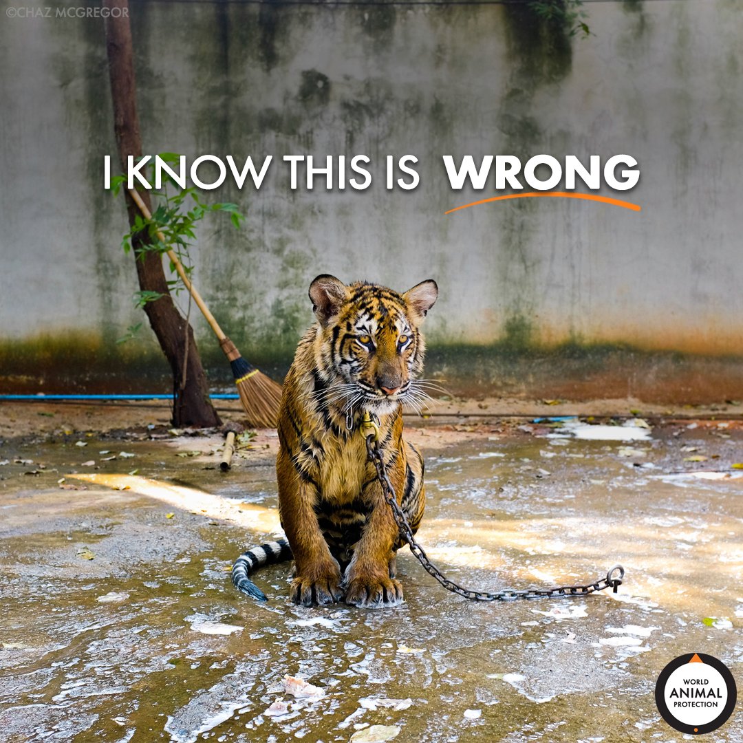 MoveTheWorldUS's tweet photo. Tigers don't belong in chains! 🐯

RT if you agree! https://t.co/aEKCAuqmg9