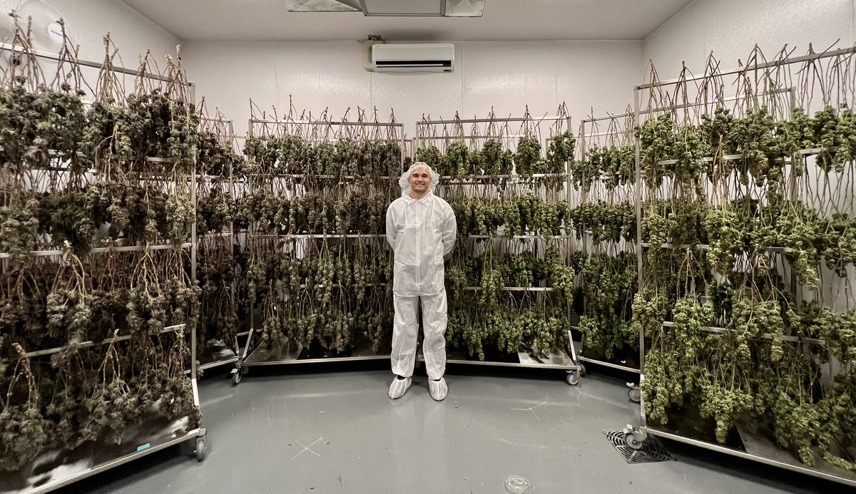 WillieSellars's tweet photo. Sugar Cane Cannabis. First crop harvested. Farm2Gate. 🔥 https://t.co/EqowJwoTB0