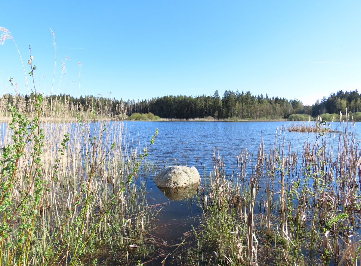 llvasp's tweet photo. Suojellaan Järvelän kosteikko!

Me ja monet muut paikalliset luontojörjestöt olemme yhdessä sitä mieltä, että Järvelän kosteikko pitäisi suojella samalla, kun Kaarinan kaupunkia ja Liedon kuntaa kehitetään.

Tiedote: https://t.co/vh1kioO9hm

#järvelänkosteikko #kaarina #lieto https://t.co/Z55gzBF0ZB