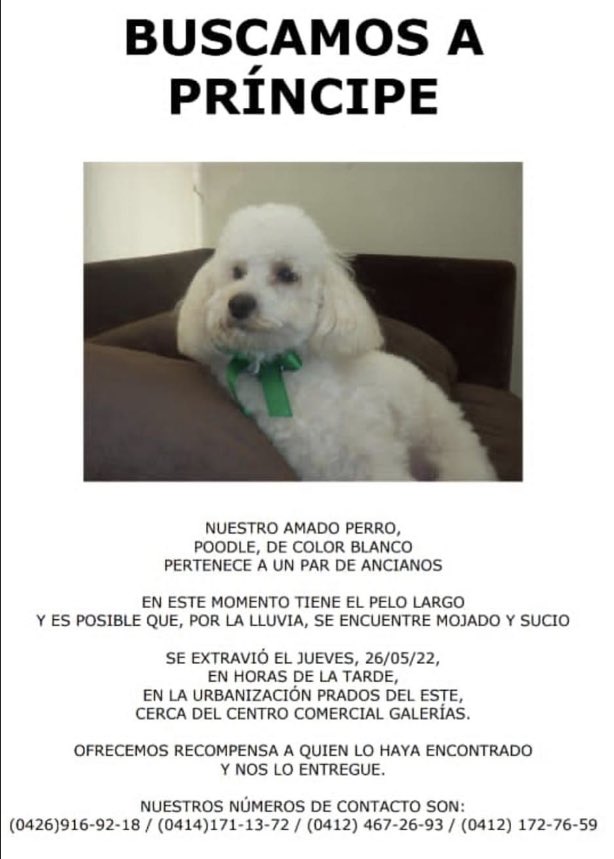 ARCAYATANIA's tweet photo. Atención Caracas se busca a Príncipe. Su familia está desesperada. Información al ampliar imagen. Muchas Gracias y Bendiciones por difundir 🙏🏻❤️ https://t.co/YgNRfEMBiI