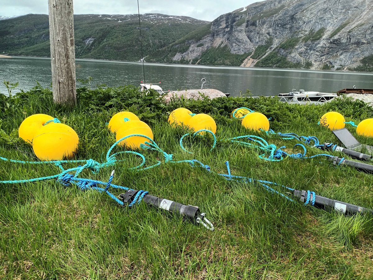 SEG_GBG's tweet photo. Our PhD students Benedikte and Madeleine got the chance to join @DavidsenJanG tagging #Atlanticcod in Norway today. Very exciting! #acoustictelemetry #fishsci https://t.co/QfaEjRpHkm