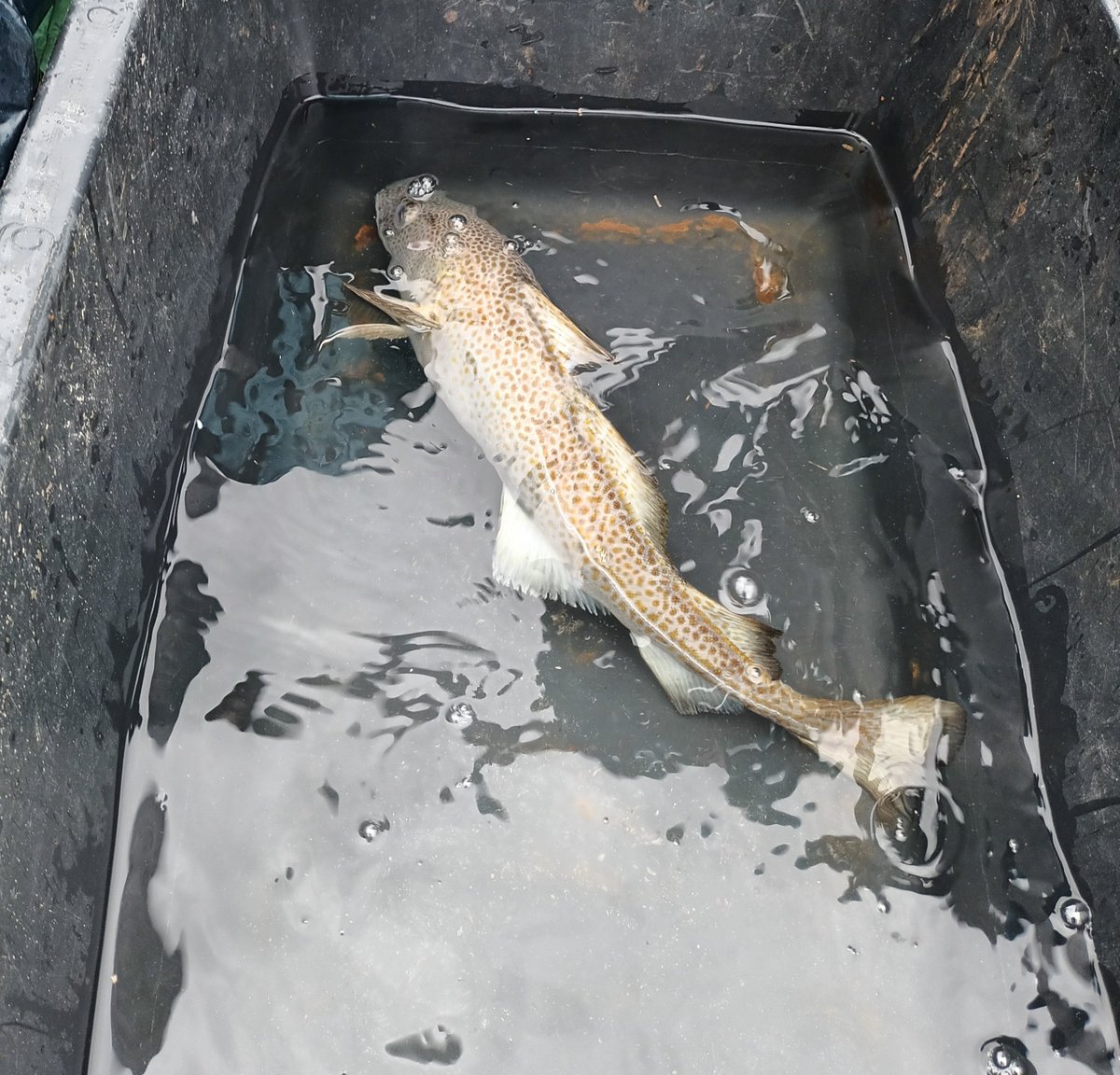 SEG_GBG's tweet photo. Our PhD students Benedikte and Madeleine got the chance to join @DavidsenJanG tagging #Atlanticcod in Norway today. Very exciting! #acoustictelemetry #fishsci https://t.co/QfaEjRpHkm