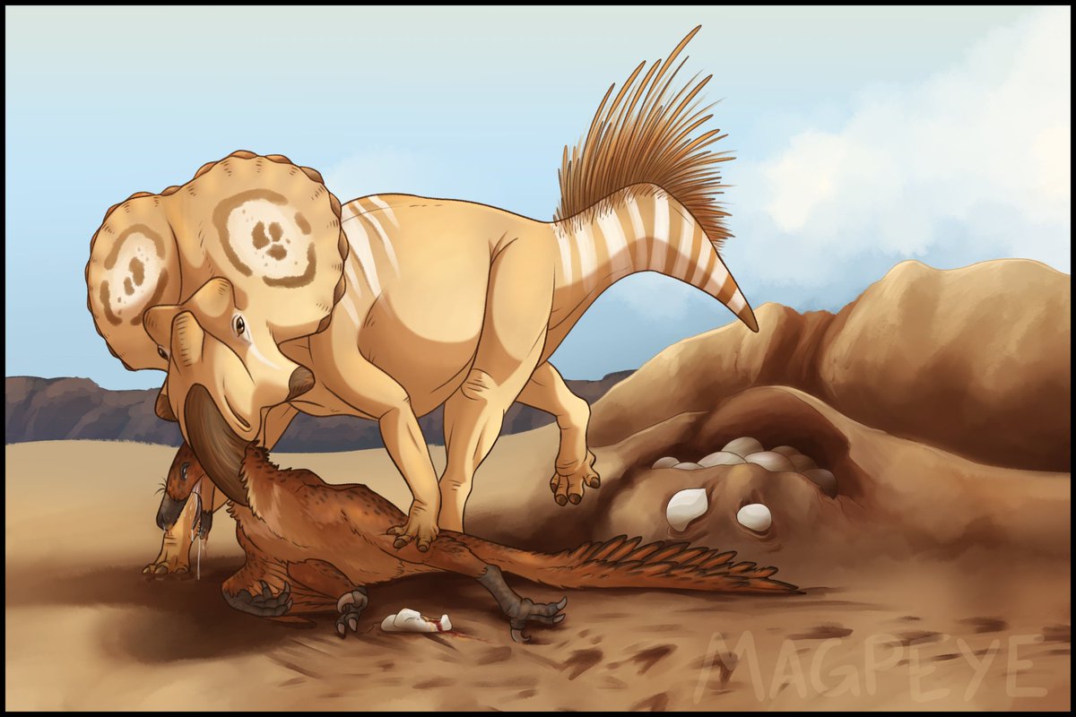 Maggpeye's tweet photo. Dead thieves don't steal.
A Protoceratops mother thwarts the escape (and existence) of a Velociraptor raiding her nest. https://t.co/o5wRkJNEmE