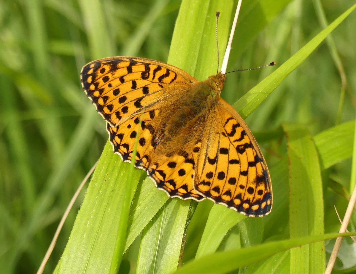 Dark green fritillary #Bucks numbers starting to build at Ivinghoe @UpperThamesBC @East_England_NT @AshridgeNT