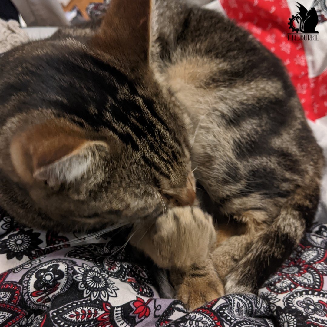 hlburkewriter's tweet photo. #BrownieBite my sweet #kitty https://t.co/PhWxxczLRN