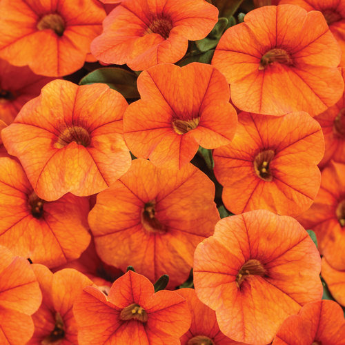 EnglishGardens's tweet photo. Proven Winners Plant of the Week: Superbells. These colorful beauties are perfect for landscape beds and container gardens. They're heat-tolerant with a continuous reblooming flower that will keep your garden popping with color from planting through the first frost.
#MakeLif ... https://t.co/Ep8otvY3AS