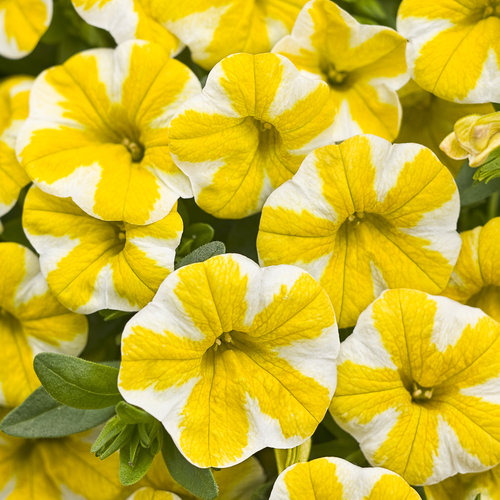 EnglishGardens's tweet photo. Proven Winners Plant of the Week: Superbells. These colorful beauties are perfect for landscape beds and container gardens. They're heat-tolerant with a continuous reblooming flower that will keep your garden popping with color from planting through the first frost.
#MakeLif ... https://t.co/Ep8otvY3AS