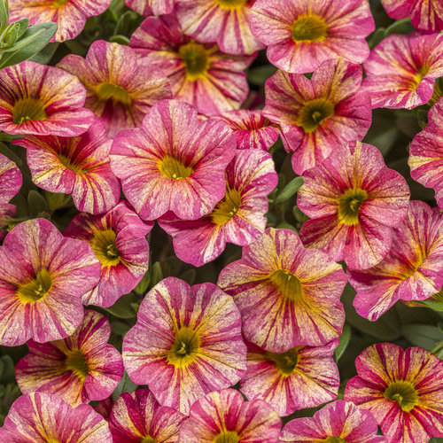EnglishGardens's tweet photo. Proven Winners Plant of the Week: Superbells. These colorful beauties are perfect for landscape beds and container gardens. They're heat-tolerant with a continuous reblooming flower that will keep your garden popping with color from planting through the first frost.
#MakeLif ... https://t.co/Ep8otvY3AS