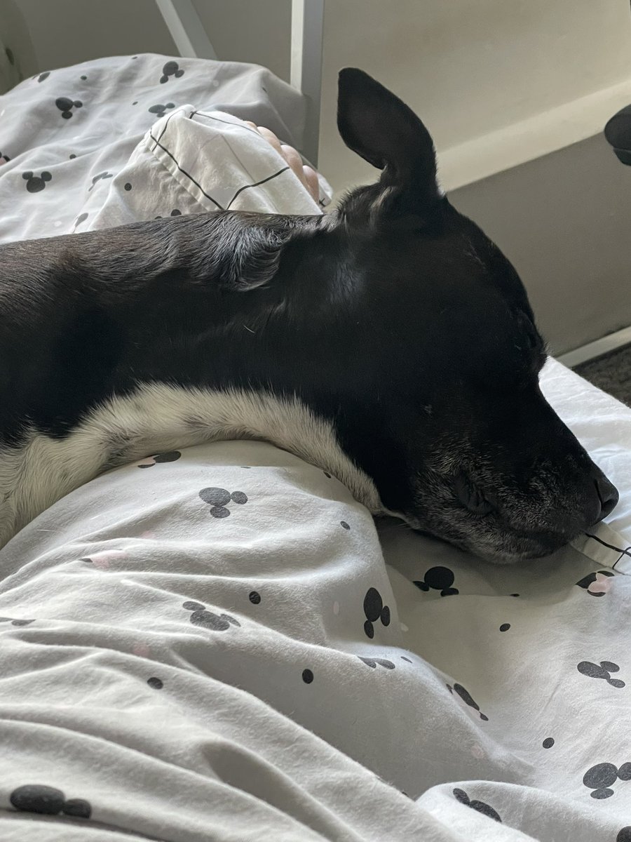 Leafy1013's tweet image. Sid the Sloth #StaffieSaturday #giraffeneck