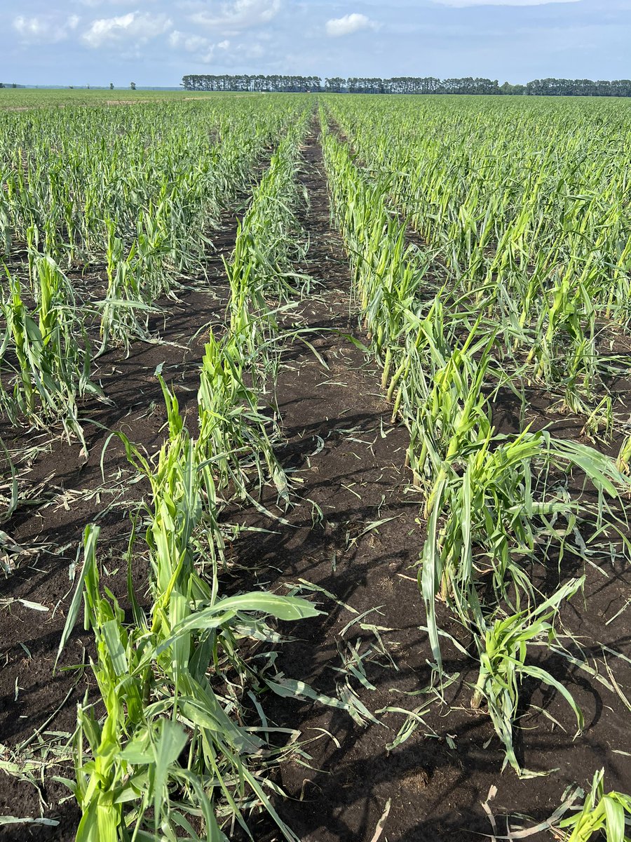 Todd Boyd tweet media