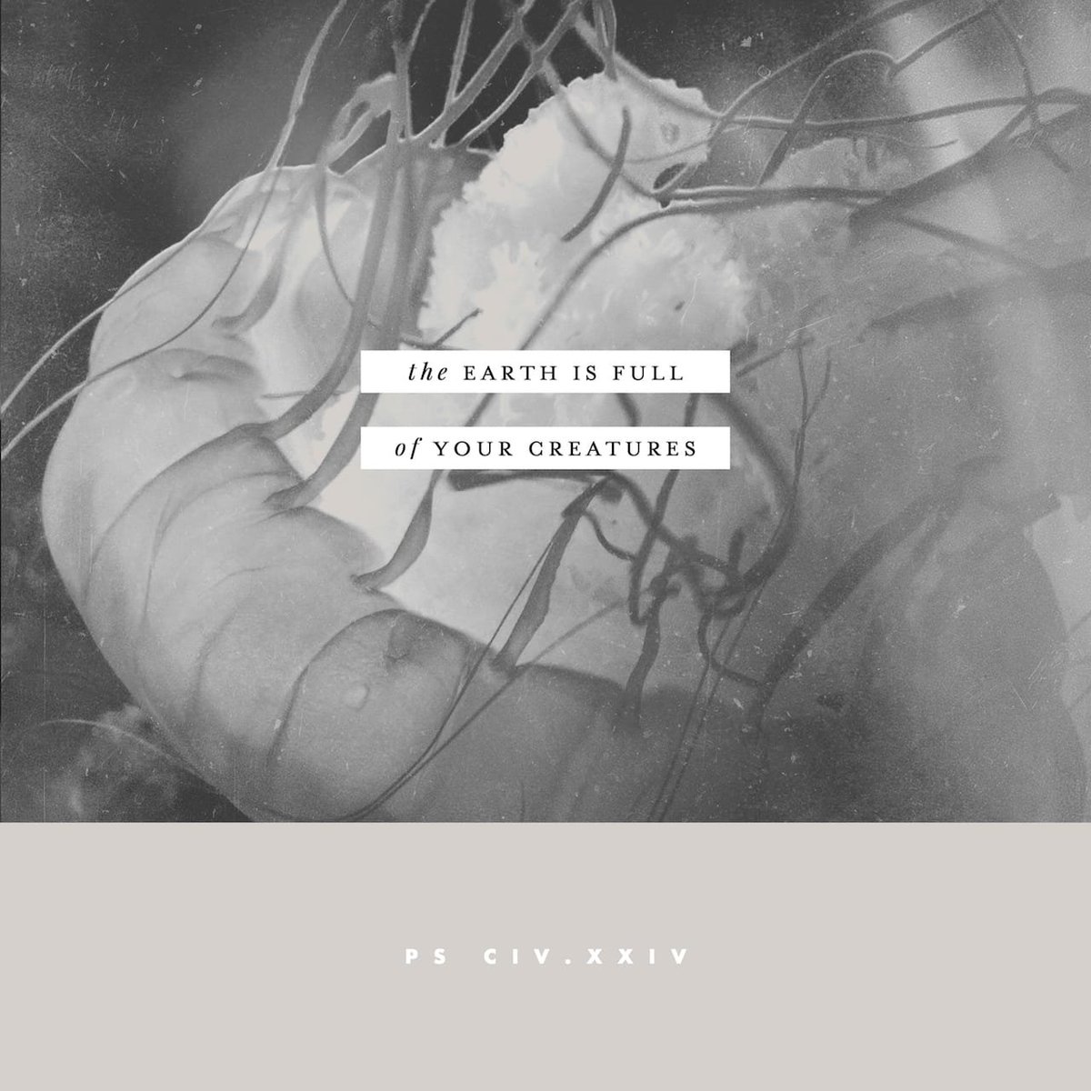 crossandcrownrp's tweet photo. O Lord, how manifold are your works! In wisdom you have made them all; the earth is full of your creatures.
Psalm 104:24
#crossandcrownrp #spselca #elca #lutheran #rohnertpark #cotati https://t.co/IlXWlqyviD