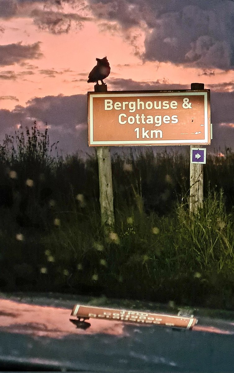 berghouse's tweet photo. Watched by a wise owl as we drive up the driveway to the cottages, welcome greeting!
#TwitterNatureCommunity #birdphotography #drakensbergaccommodation #cottages #outdoors #nature #naturelovers #trailseekers #explore #30DaysWild #Neighbours #hiking #Royalnationalpark #holidayfun https://t.co/70xjufQPHI
