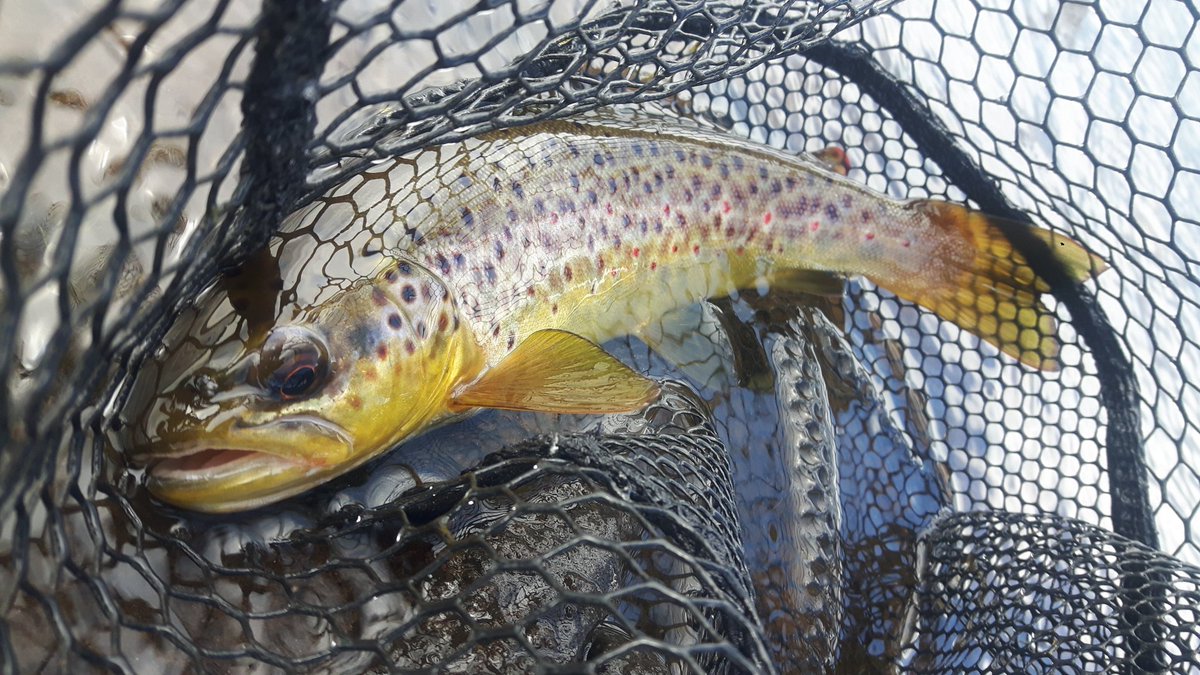 GayleMarsh14's tweet photo. Time to press the reset button today with a day chasing wild brown trout on #TeifiPools The wind was beastly but a few good fish came to the net. After International fishing it was good to be back in my comfort zone. 
#SharingFliesWithaStranger 
#FlyFishing
#ifyouknowyouknow https://t.co/74LlRlwm3n