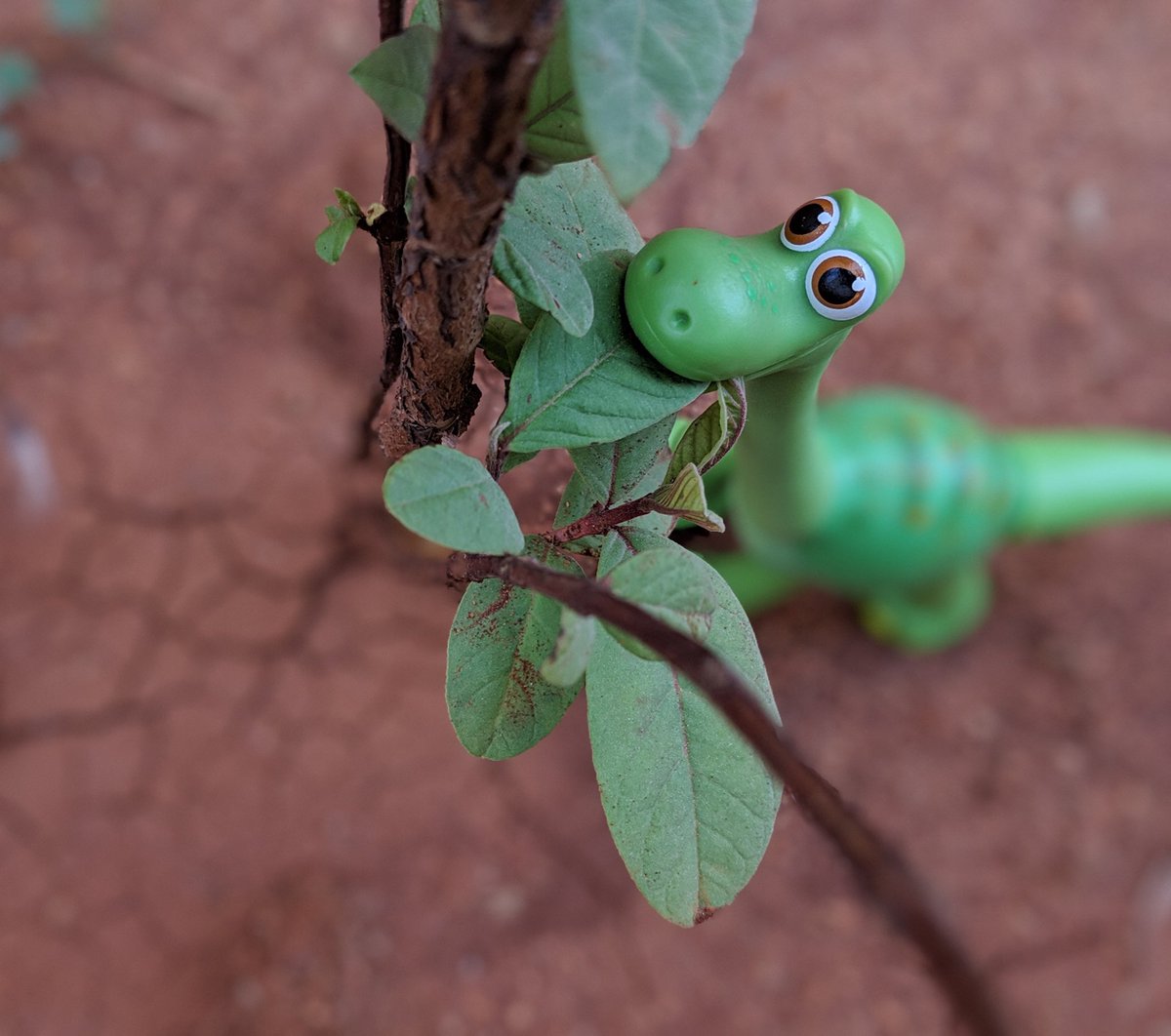 dinesh_ramaraju's tweet photo. Nothing to see here folks, just a Good Dino eating greens 😌
#eatyourgreens
#teampixel #shotonpixel3
@madebygoogle https://t.co/rU14NsSX8s