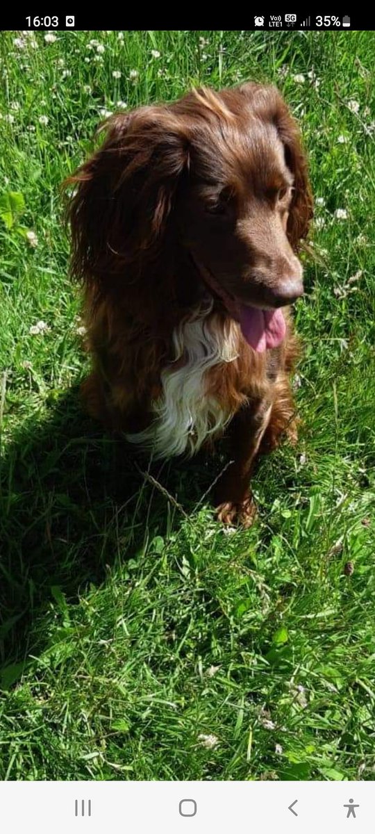 UREGNT please retweet to HELP FIND THIS DOG, STOLEN TODAY SAT 4 JUNE #GOSFORTH #NewcastleUponTyne  #ENGLAND 
She could have been dumped or could be anywhere now, please share to help get her home 👊

CONTACT👇
facebook.com/groups/2008787…
<a href="/rosiedoc666/">Rosie Doc</a> <a href="/MissingPetsGB/">Missing Pets GB</a> <a href="/SAMPAuk_/">Stolen&Missing Pets</a> #dogs