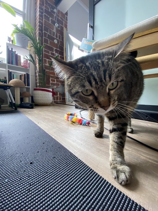 ellie been so lovey lately she won&rsquo;t leave my side 🥺 have a good weekend and don&rsquo;t forget to make time<a href="/tag/pokemonscarletviolet"class="tags"><span>#pokemonscarletviolet</span></a>