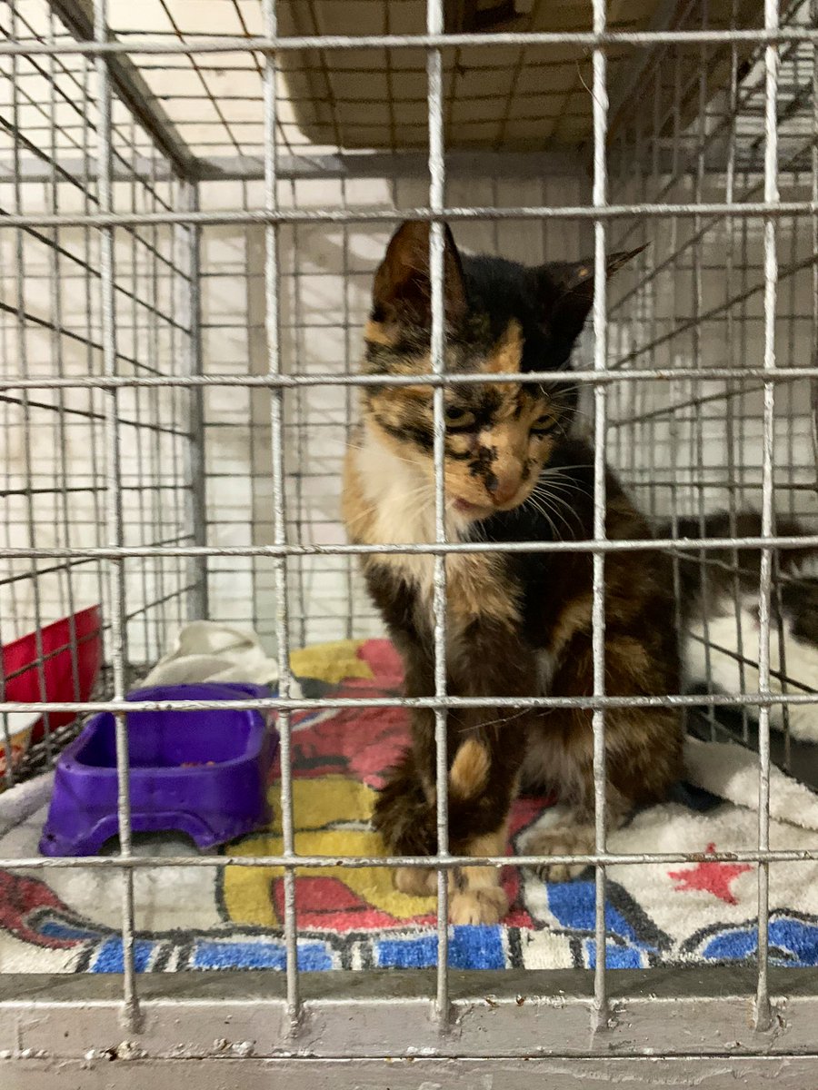 LauraVjar's tweet photo. Gatica busca hogar. Tiene aprox. 10 años. 
Requiere un hogar urgente, pues lleva 2 meses en cuidado de una veterinaria y por seguridad ella permanece encerrada, esperando q venga alguien a brindarle amor.
#adopcionresponsable
#AdoptarSalvaVidas
#adóptame
#AdoptaNoCompres
#Cúcuta https://t.co/IMarisZVE5