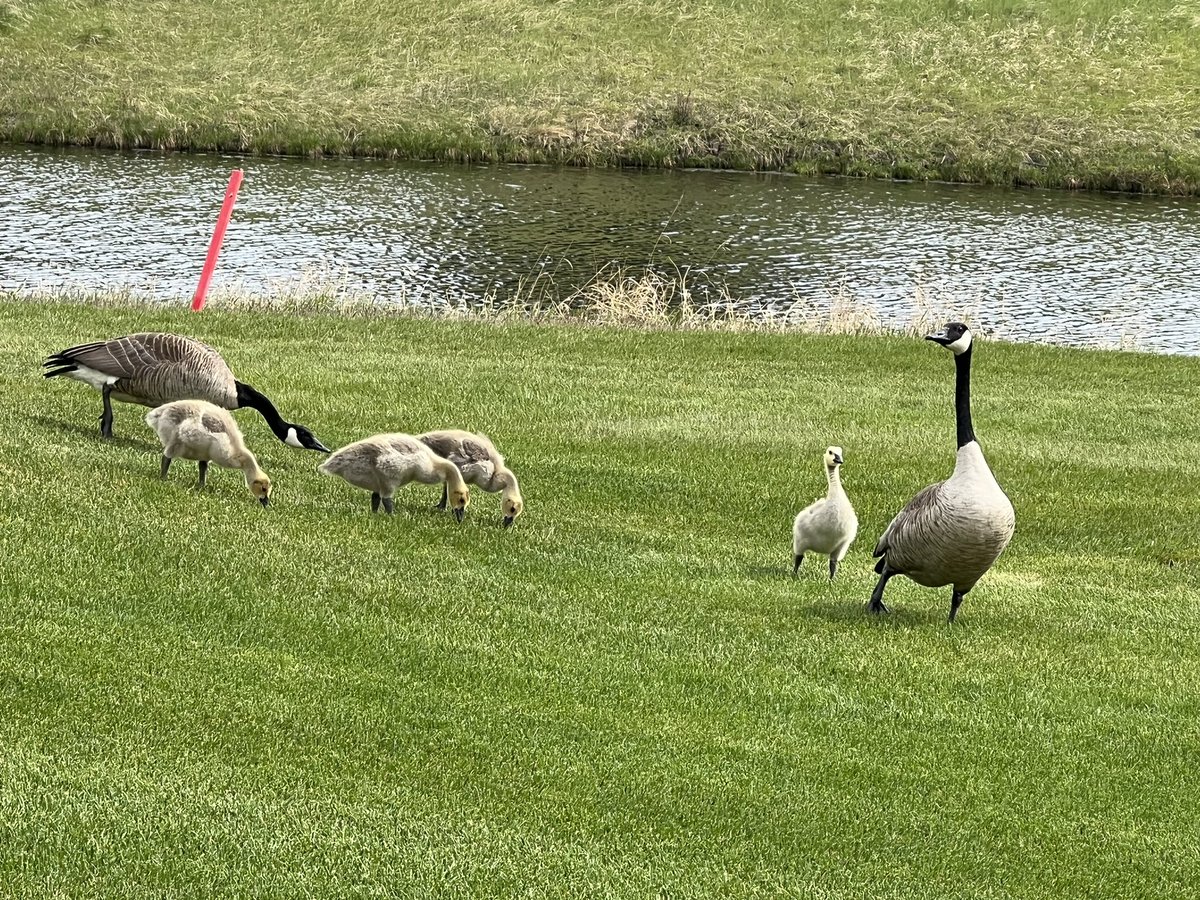 Shot a 78 today at <a href="/canyonmeadows/">Canyon Meadows G&CC</a> and came in dead last in my group. Then realized we played in 3:10 and I was at least 5 years older. Also realized that I saw a coyote, a muskrat, multiple dear, and all kinds of birds.  #ITCouldBeWorse