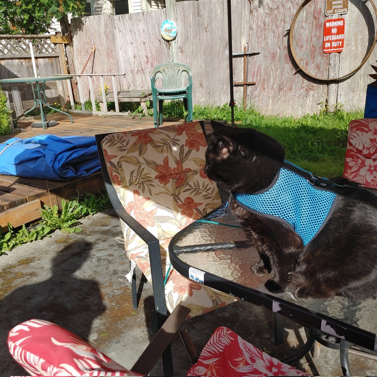 Well folks we sure try to be here when we can sorry if we miss stuff! I did get a good zombie hunt in yesterday😹 #ZSHQ The table was my cover😹😹😹