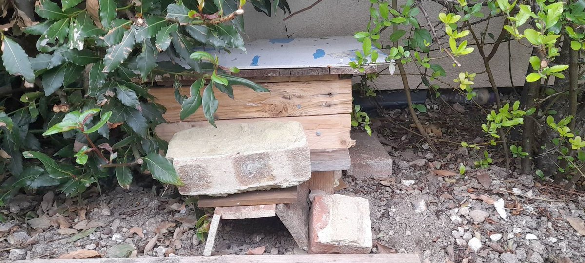 MStringwell's tweet photo. Day 4 of #30DaysWild Kindness for hedgehogs🦔My landlord found a hedgehog asleep in the garage so he knocked up a hedgehog house and now it can sleep safely outside - What a legend! 💚 @30DaysWild #CompassionForWildlife #LoveAllLife https://t.co/PMlxhf36rq