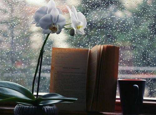 هناك  أشياء جميلة  في حياتنا  مثل : القهوة ،  الورد ، البحر ، وصوت المطر تخبرنا ان السعادة ليست البشر فقط ..
#لـورد