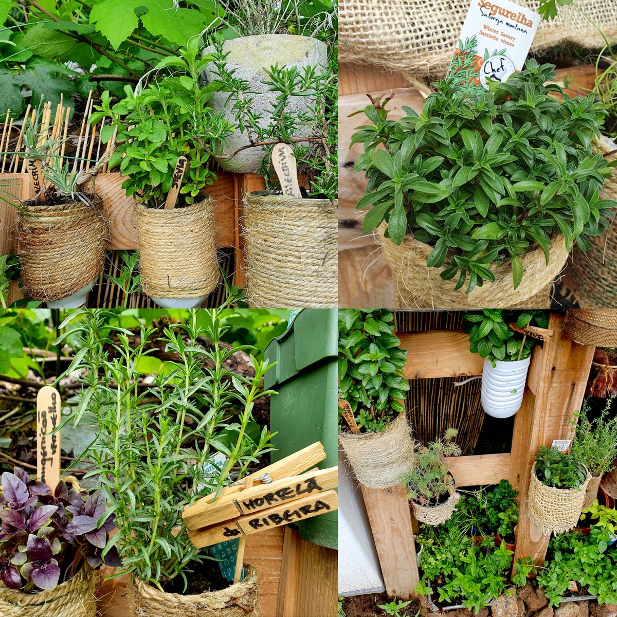 anobre1's tweet photo. Horta de aromáticas com @anobre1 @UMinho_Oficial @cienciasuminho. Falta estragão. E que mais? #horta #hortavertical #ervasaromaticas #temperos #ambiente #sustentabilidade #sustentabilidadeambiental #botanica #BiologiaAplicada #BiologiaVegetal #plantas #natureza #sabores #aromas https://t.co/68cLAJAArE