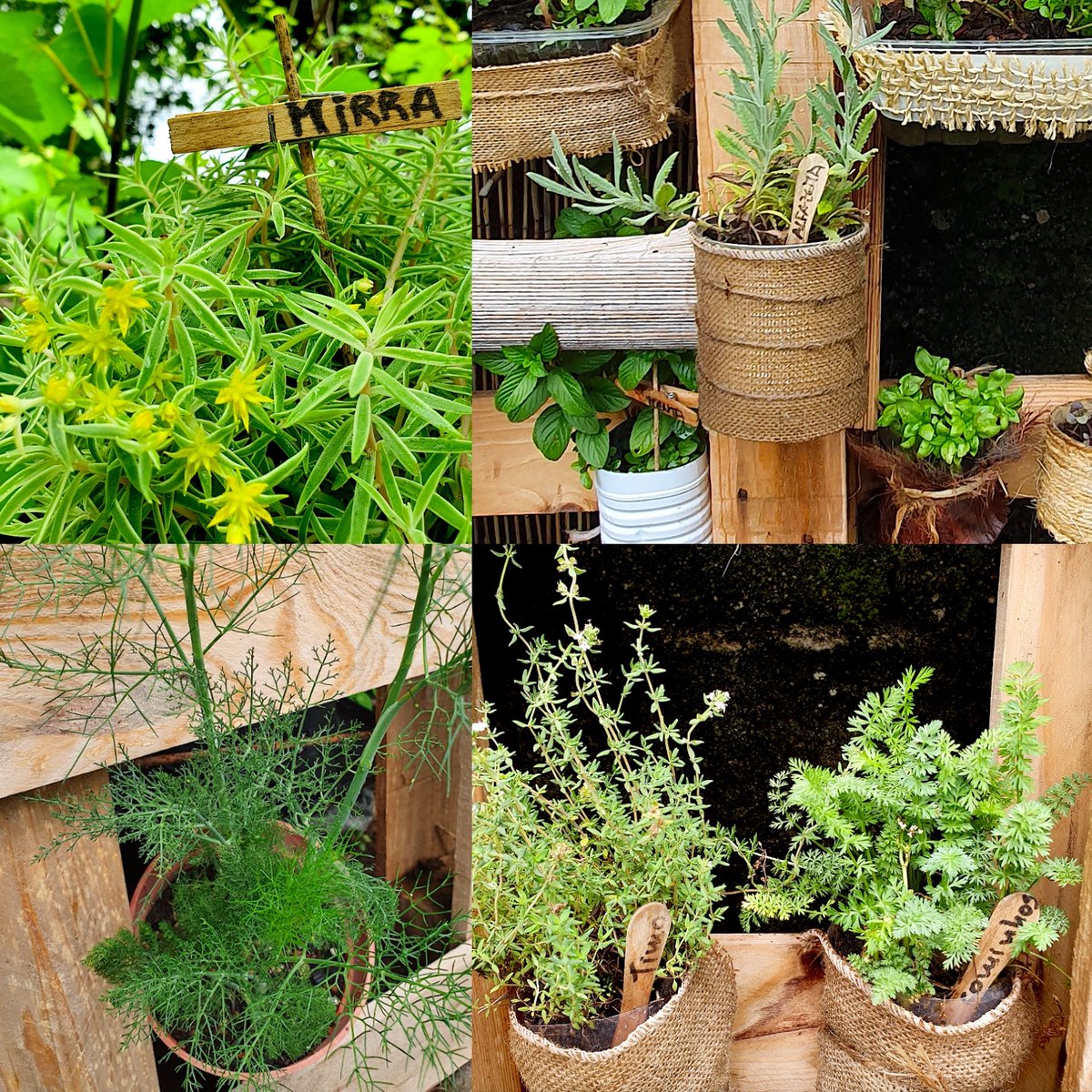 anobre1's tweet photo. Horta de aromáticas com @anobre1 @UMinho_Oficial @cienciasuminho. Falta estragão. E que mais? #horta #hortavertical #ervasaromaticas #temperos #ambiente #sustentabilidade #sustentabilidadeambiental #botanica #BiologiaAplicada #BiologiaVegetal #plantas #natureza #sabores #aromas https://t.co/68cLAJAArE