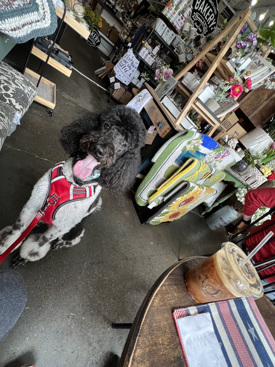 lisabeesims1's tweet photo. My coffee date … he is not much for conversation but he did save me from most of the donut … #mrfrodosir #spoomom #partipoo https://t.co/cLZVI6yWXA
