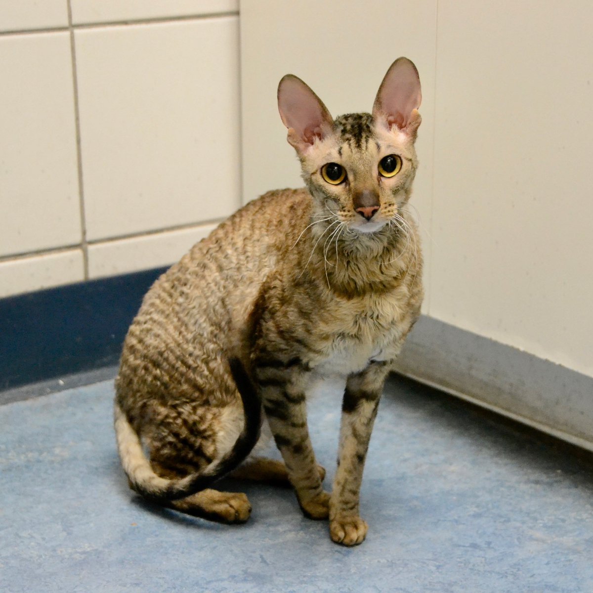 BCAHToronto's tweet photo. Bandit loved exploring the exam room during his annual exam! ππ
#kittycuddles #tlc #petcare #fearfree #fearfreepets #torontopetcare #catsofig #catsofinstagram #torontocats #catcuddles #cornishrex #catsoftoronto #torontovets #vetsofinstagram #torontopets #petlove https://t.co/0VZnuYK0pe