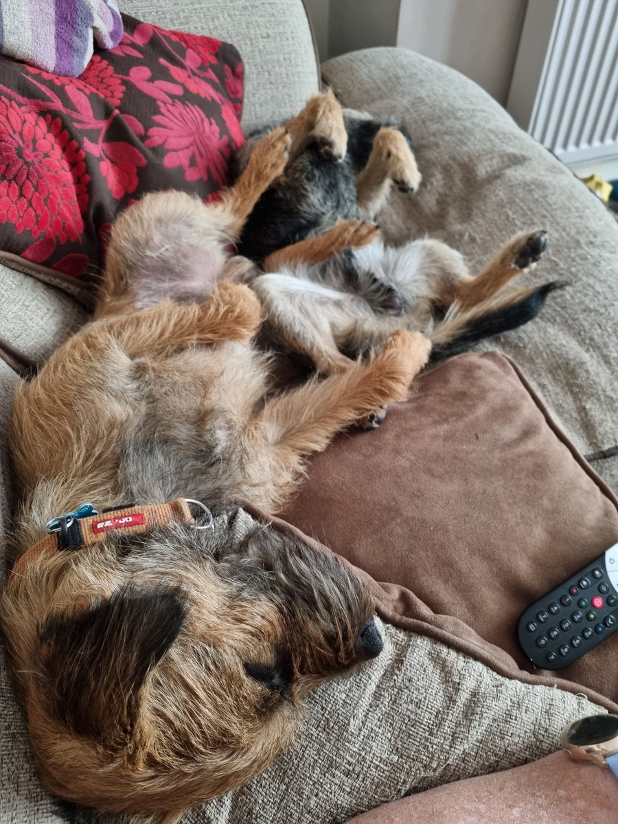 GrumpygrumpsT's tweet photo. Zorsted now! #borderterrier #BTPosse #PlatinumJubilee #partiedout https://t.co/dSAmJQVwf4