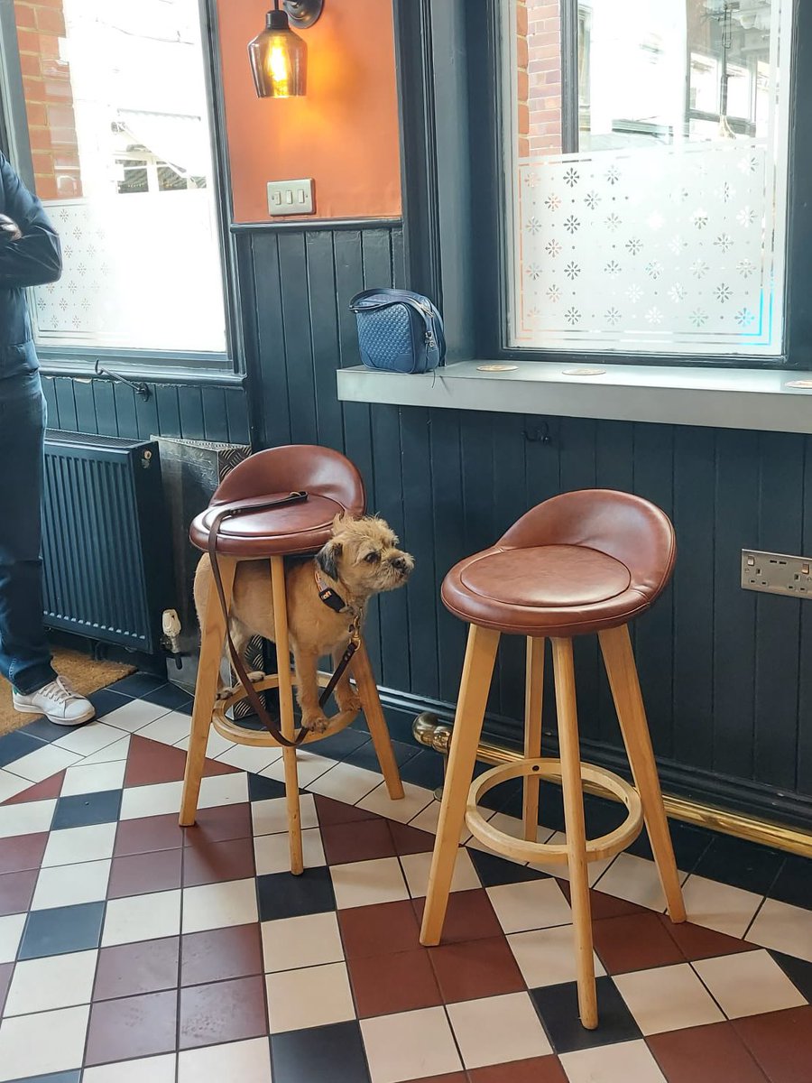 Just really need to share this dog in the pub today