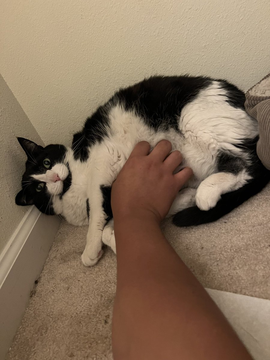 PatrickRondez's tweet photo. I have always struggled with loss I’m never ready for it. I usually just love bomb those closest to me to cope and this time I get to help this one embrace a new home. Meet Sylvester, he also had a tough week losing his owner. Let’s heal together. https://t.co/HNffJwiUii