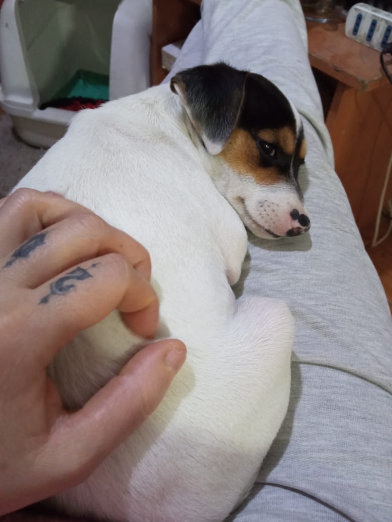 azabache_cris's tweet photo. Pequeña necesita familia  responsable que la ame para toda la vida, se tiene que comprometer a su esterilización, tiene 3 meses, se entrega con contrato de adopción y seguimiento de por vida.@amoresperrosch @pewos @PerrosPlazaHuem @Entrepyg #adoptanocompres https://t.co/ywsTWPb2Z9