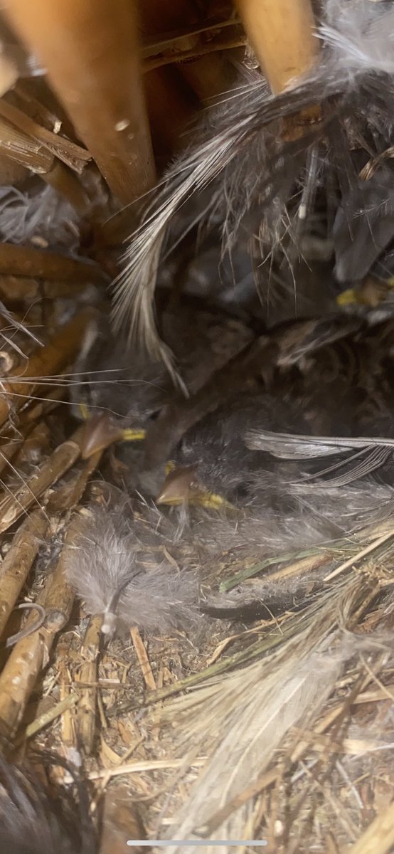 walhog's tweet image. Waarom zit er een gat in onze rieten kap? Nou daar zitten deze schattige musjes in #sparrow #mus