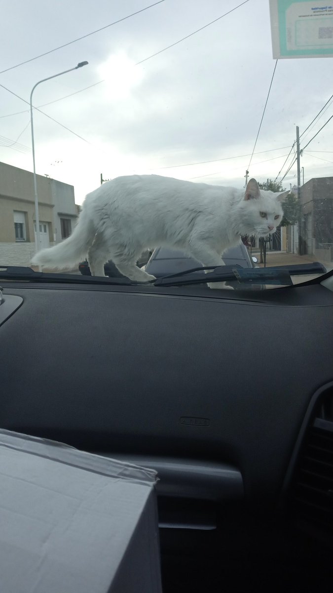 ppcupidz's tweet photo. estacionamos y un gato se subió al gato ¿? Ahora se fue al techo no lo veo https://t.co/LoVevN4FoP