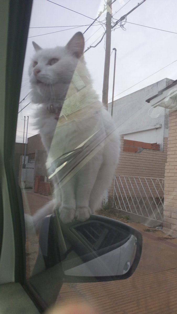 estacionamos y un gato se subió al gato ¿? Ahora se fue al techo no lo veo