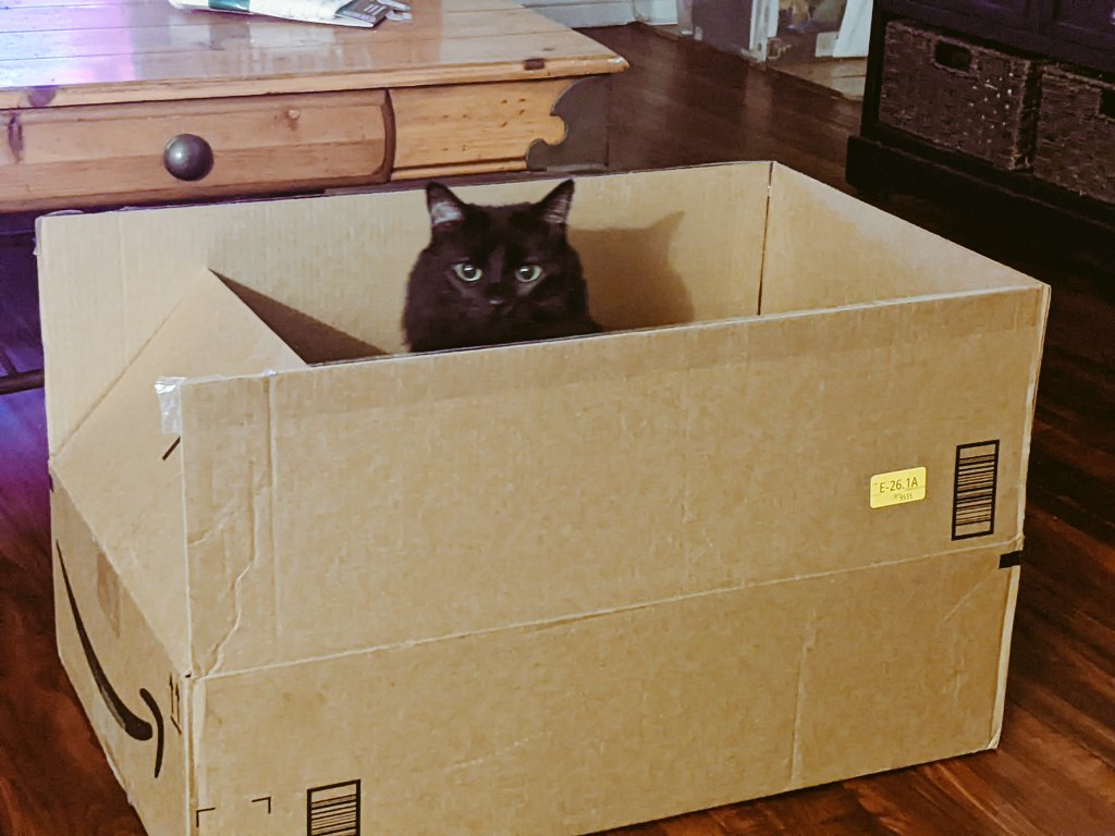 ArcaneFocusDnD's tweet photo. Dm: The dragon's perception is higher than your stealth roll.
Cat/player: ugh oh.....
Happy Caturday little gems!!! May your 20s be natural&the dice gods be merciful.
#CatsOfTwitter #caturdayvibes #dnd #perceptioncheckdnd #dragon #dndcats
#dndcateye #caturday #dice #dnd5e https://t.co/6GK4oKy0Ue