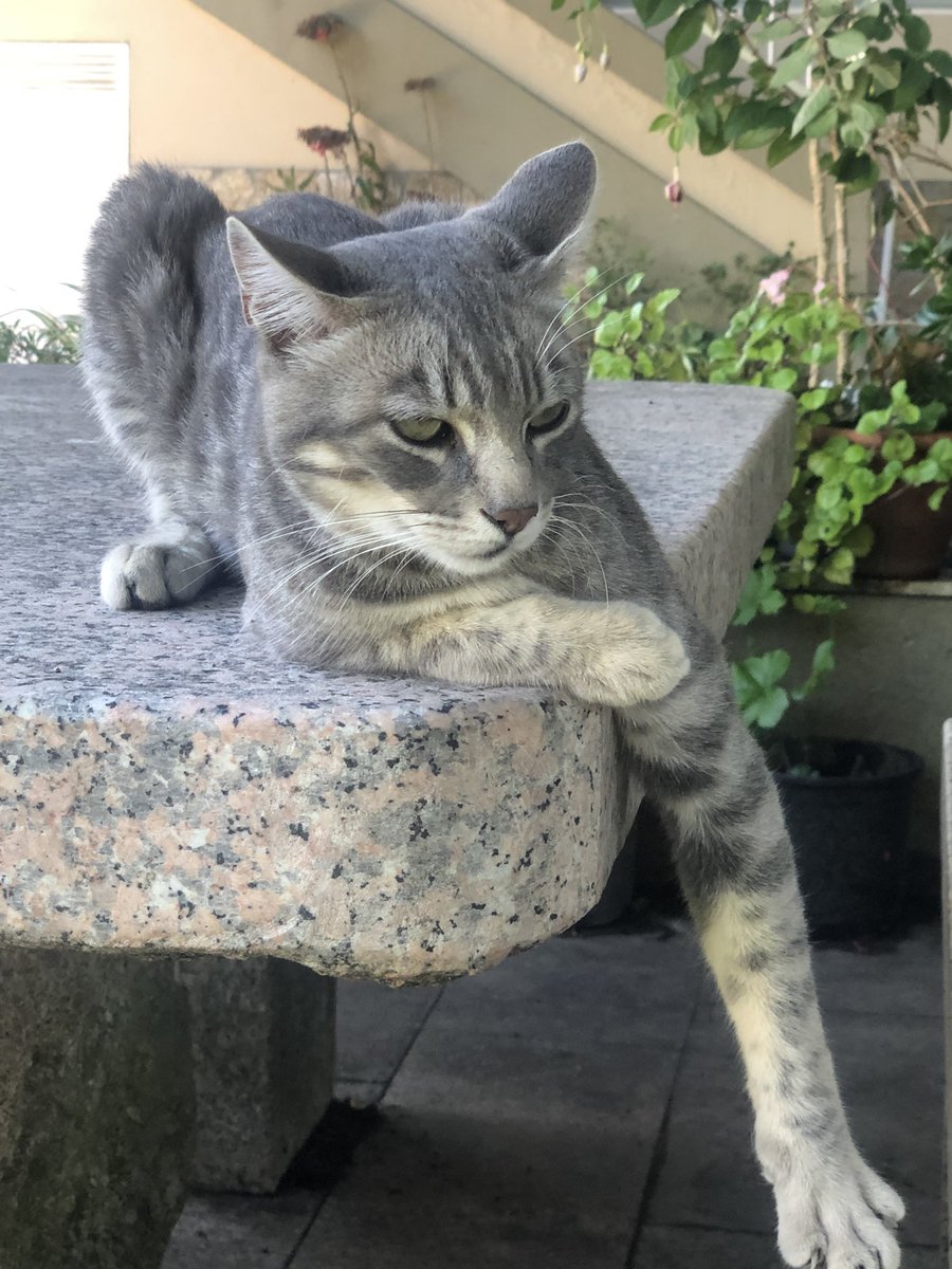 moncastr's tweet photo. Vida de gato #cat #chat https://t.co/qEhTVmpNg4